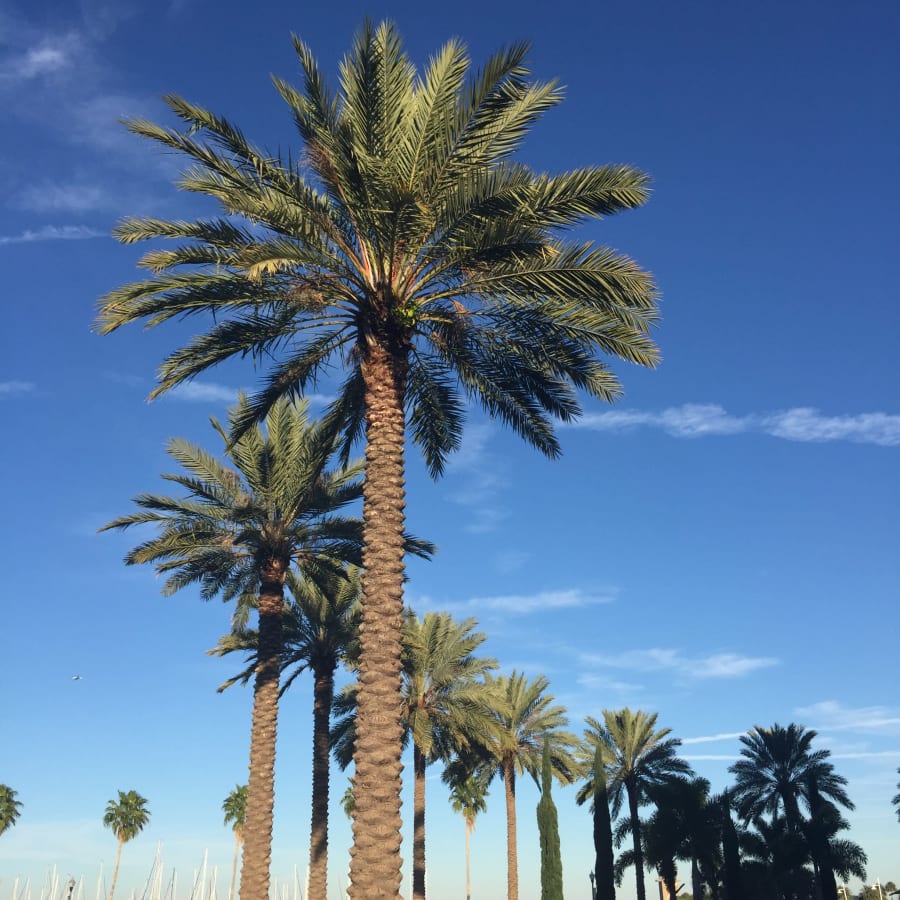 1 Dali Blvd – photo 4