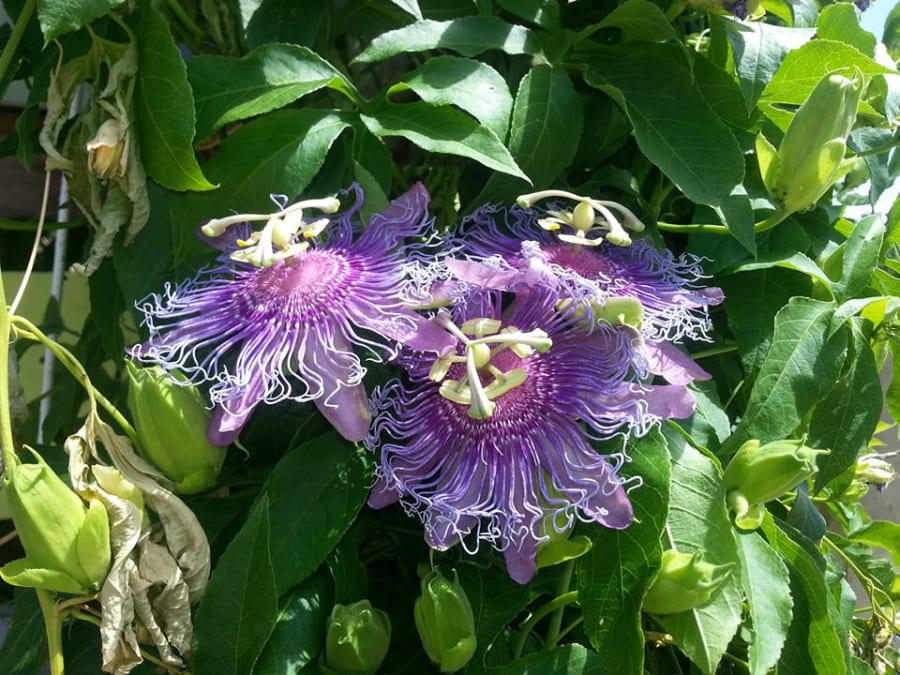 Traditions School of Herbal Studies – photo 4