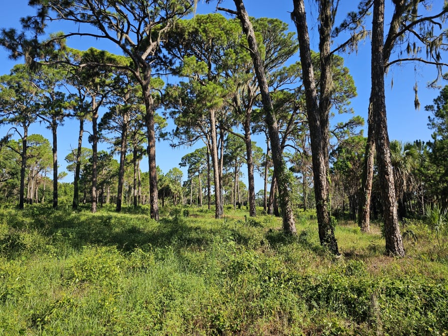 Boyd Hill Nature Preserve – photo 4