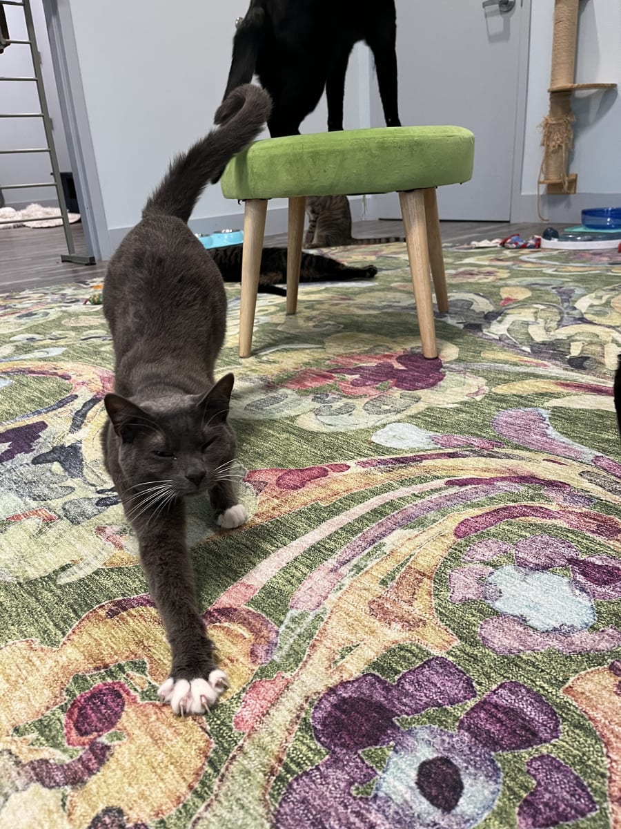 Whiskers Workspace – photo 5