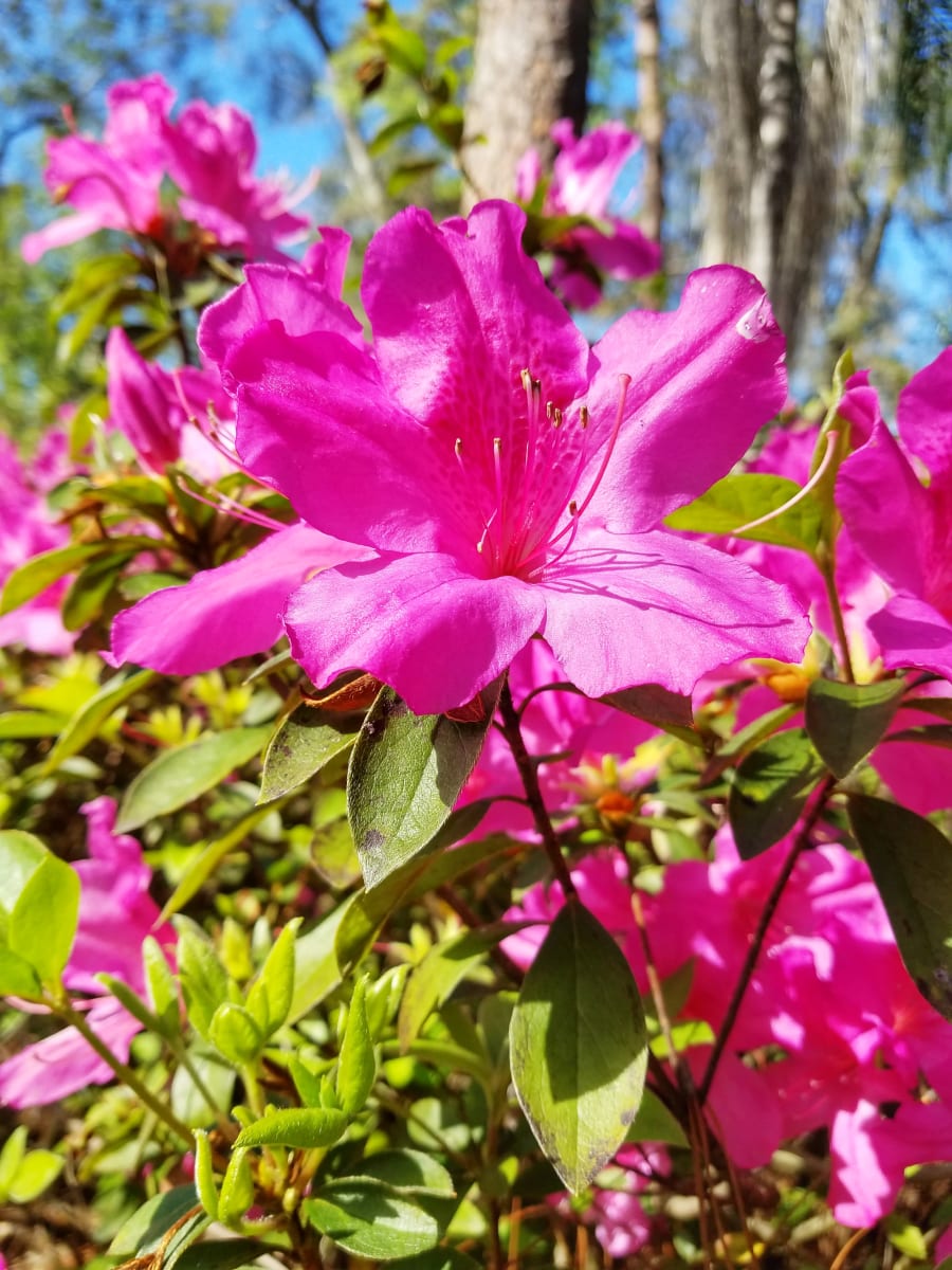 Azalea Park – photo 4