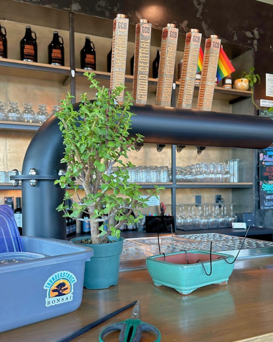 Bonsai and Brews – photo 1