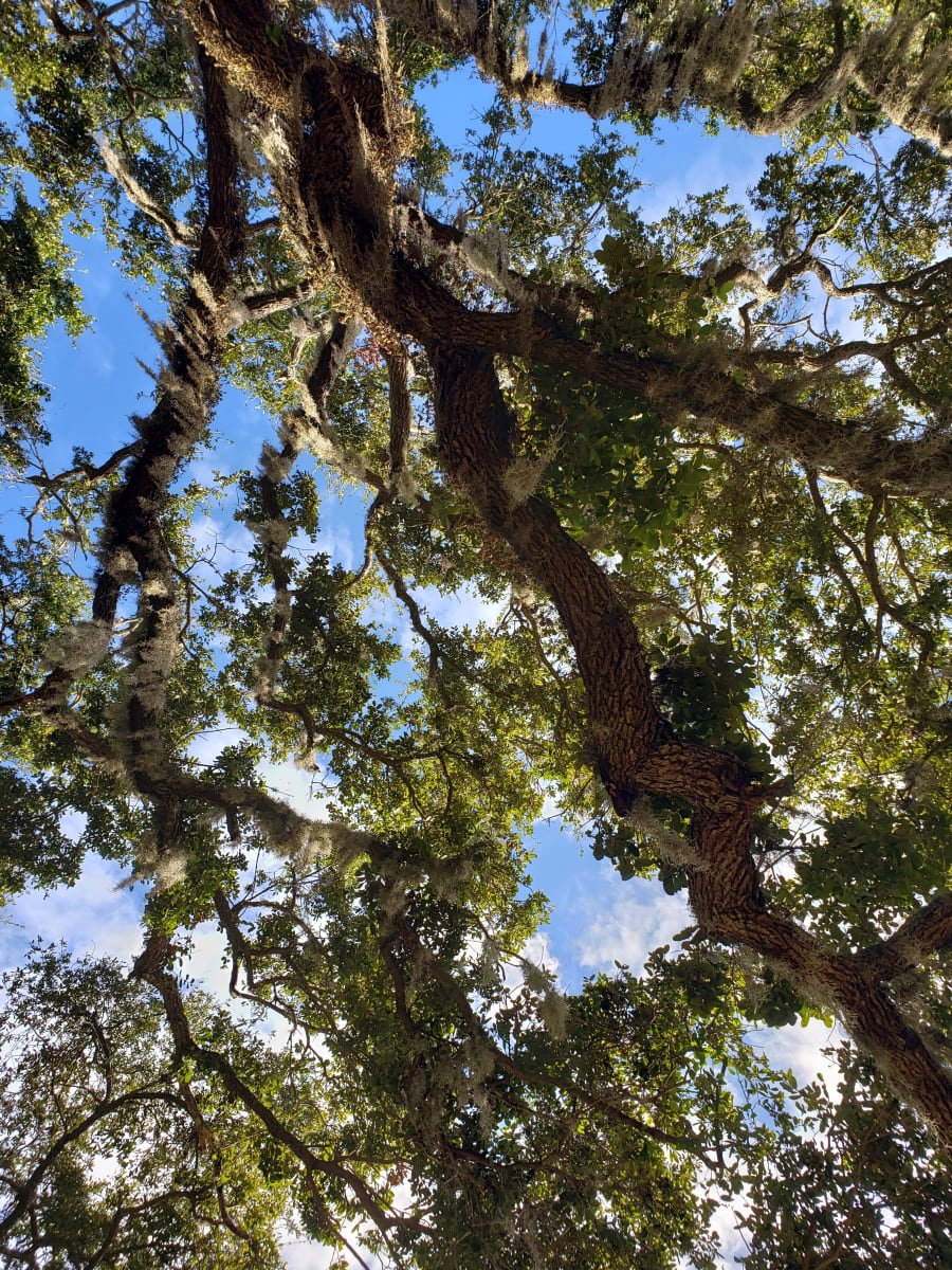 Hammock Hall – photo 5