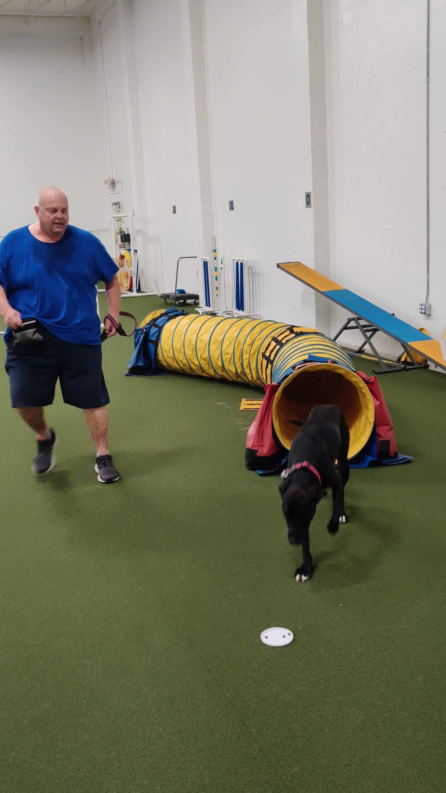 Dog Training Club of St Pete – photo 2