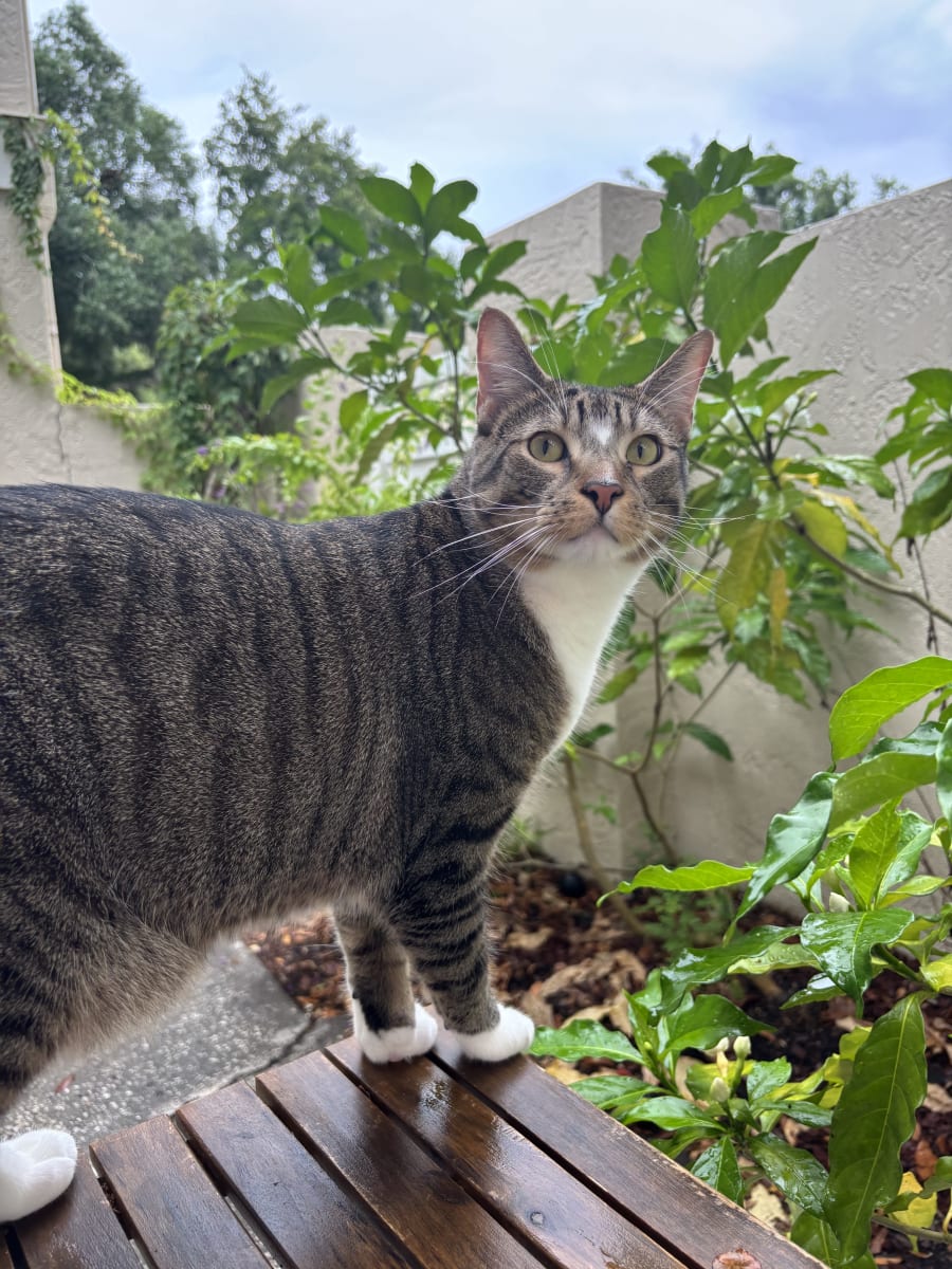 Friends of Strays Animal Shelter – photo 2