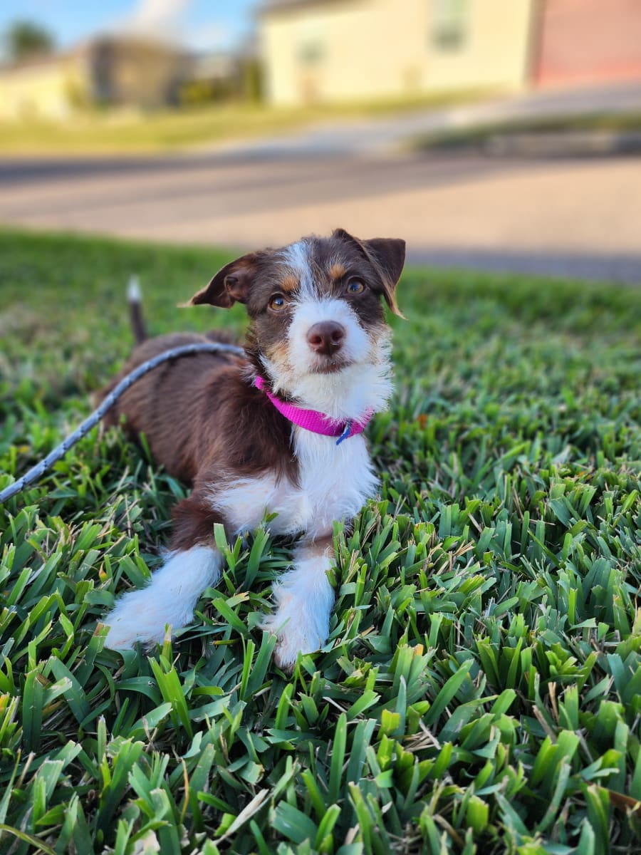 Friends of Strays Animal Shelter – photo 4