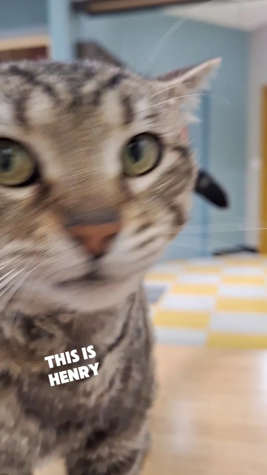 Snick's Cat Cafe – photo 2