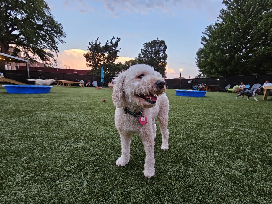 Barks & Brews – photo 1