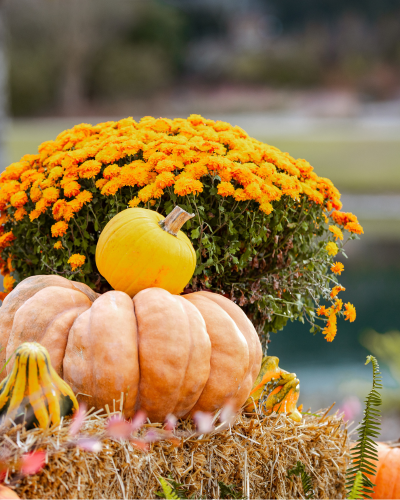Pumpkin Fun: October Seeds to Sprouts