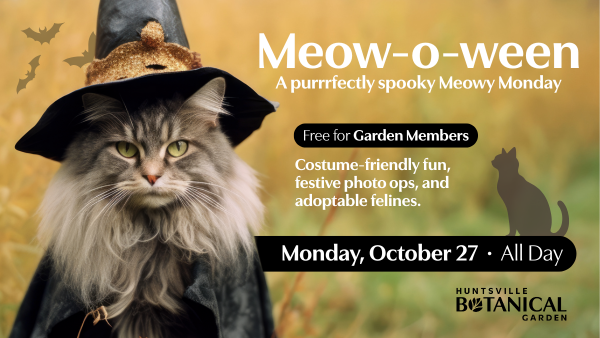 Meow-O-Ween