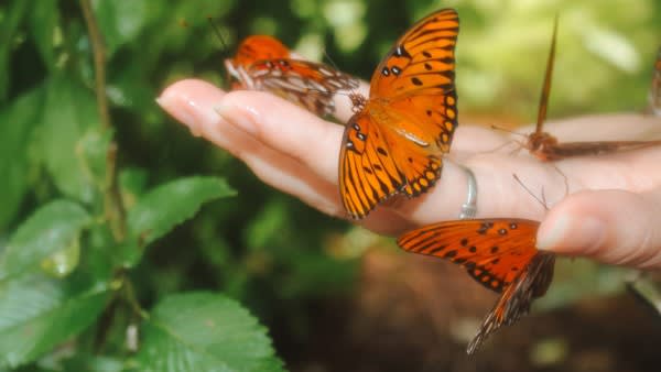 Flutter into Summer: Butterfly Release at the Garden