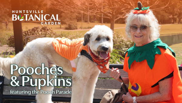 Pooches and Pupkins