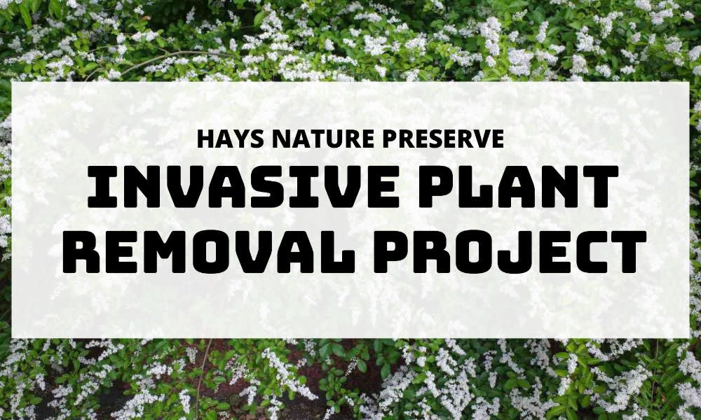 Invasive Plant Removal Project