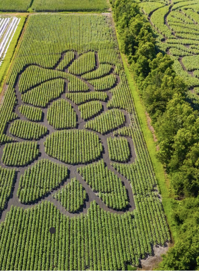 U-Pick Flowers and Sunflower Maze
