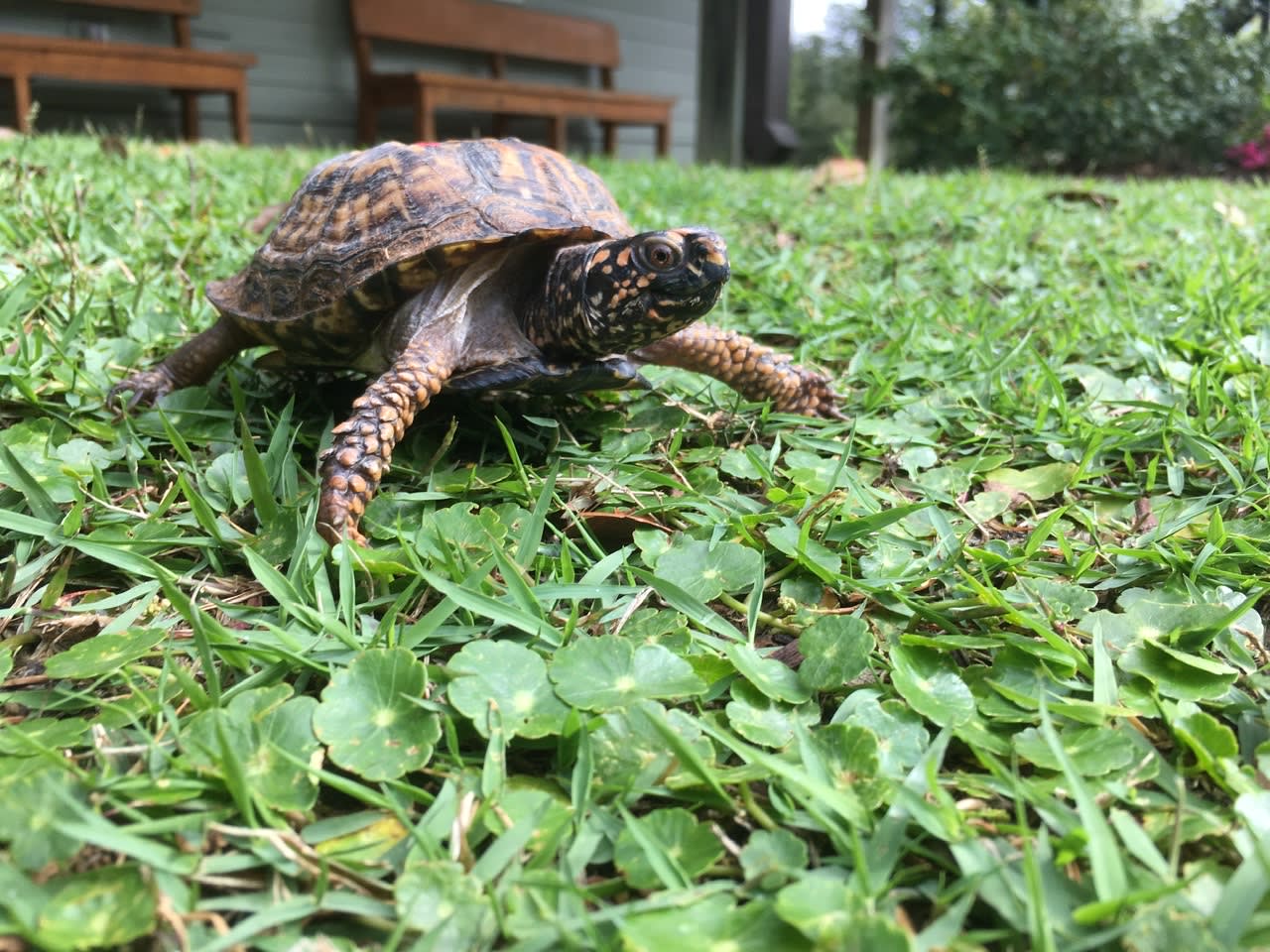Turtle Talk & Feeding