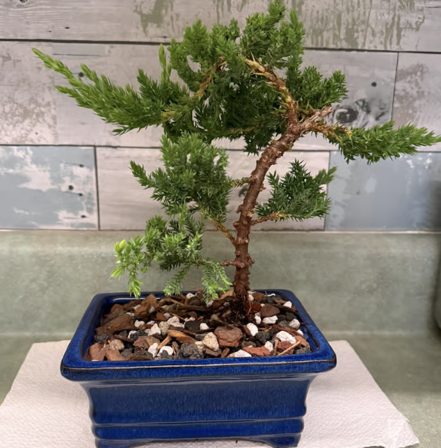 Bonsai Sip & Clip with Mason Tarr
