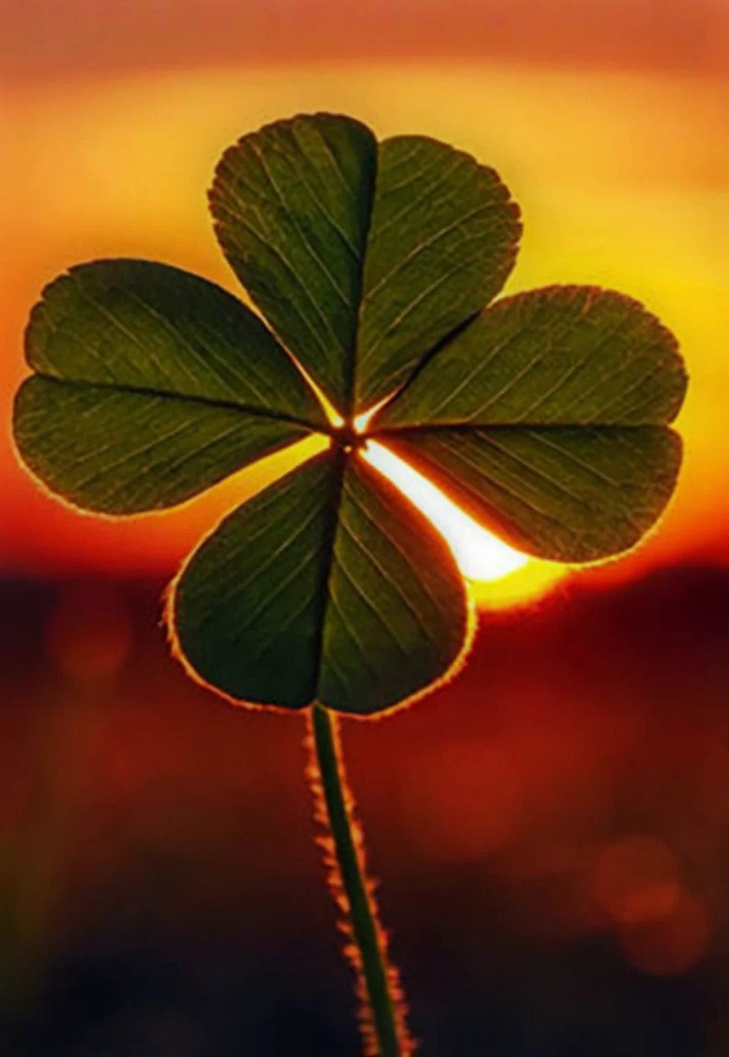 St. Patrickโs Day Cocktails at The View 2026