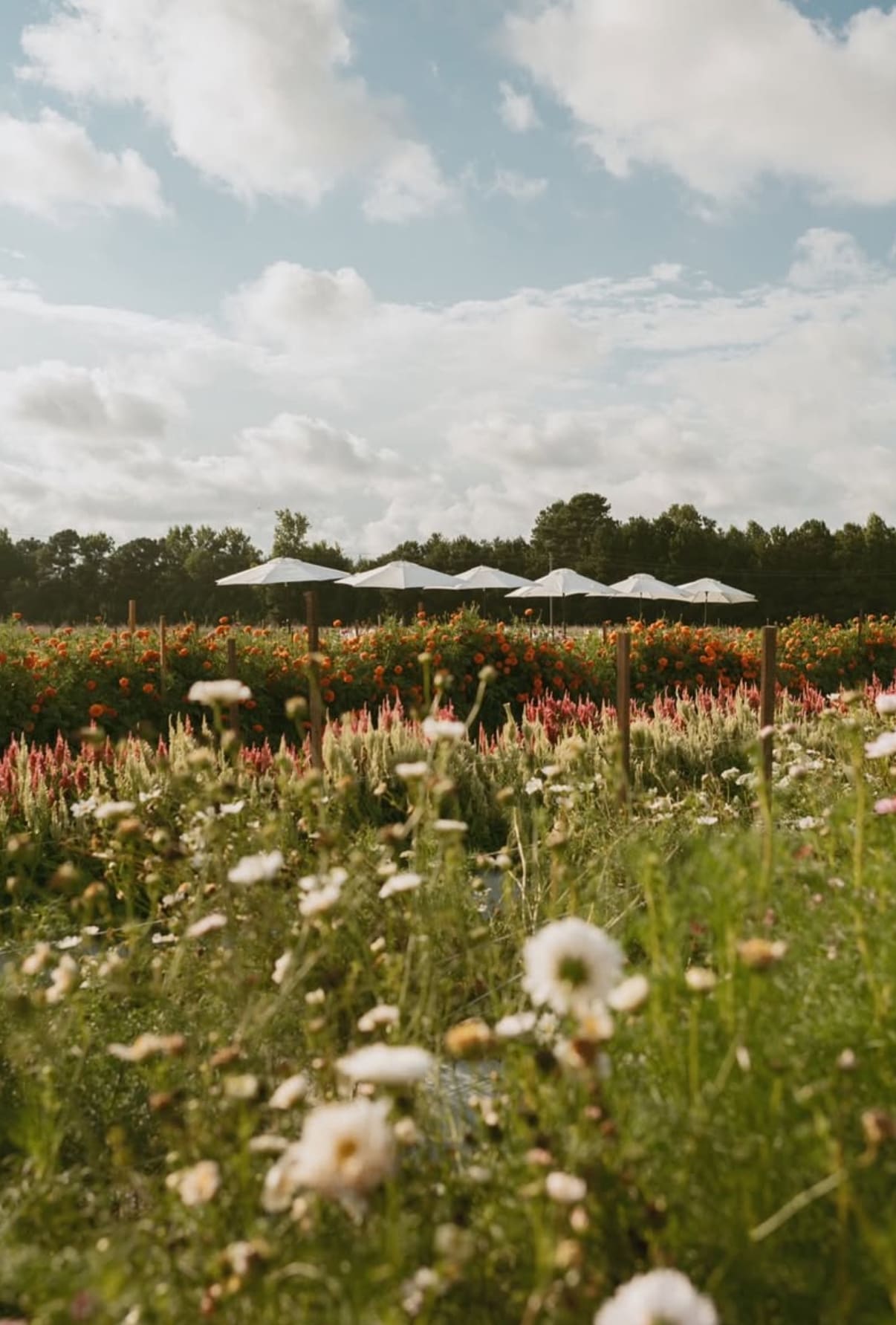 Farm to Table Dinner