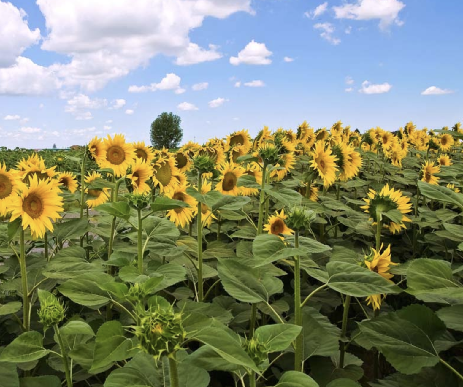 Wilmington's Only Sunflower Maze