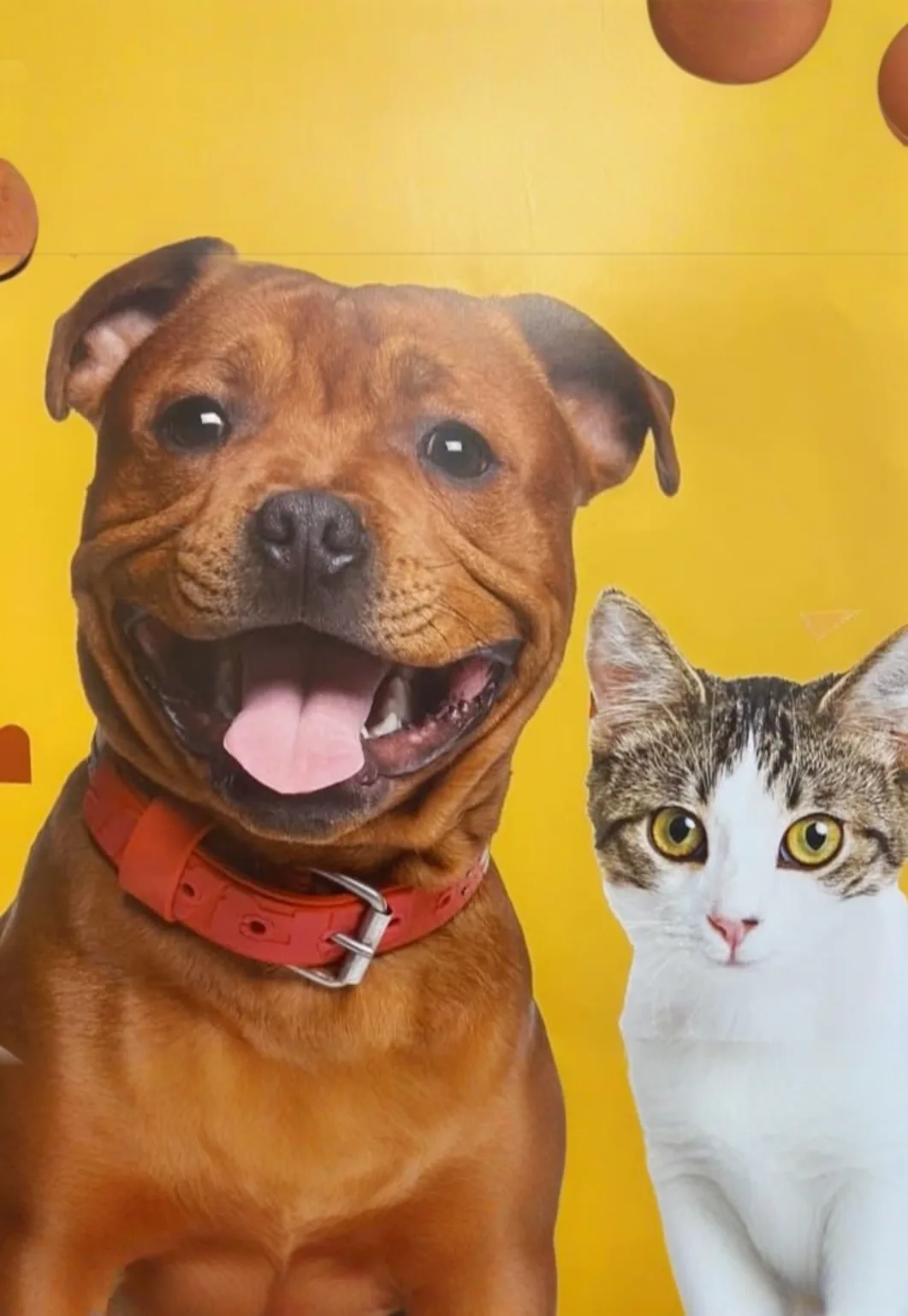 Petsense Fall Adopt-a-thon, Fundraiser and Community Event