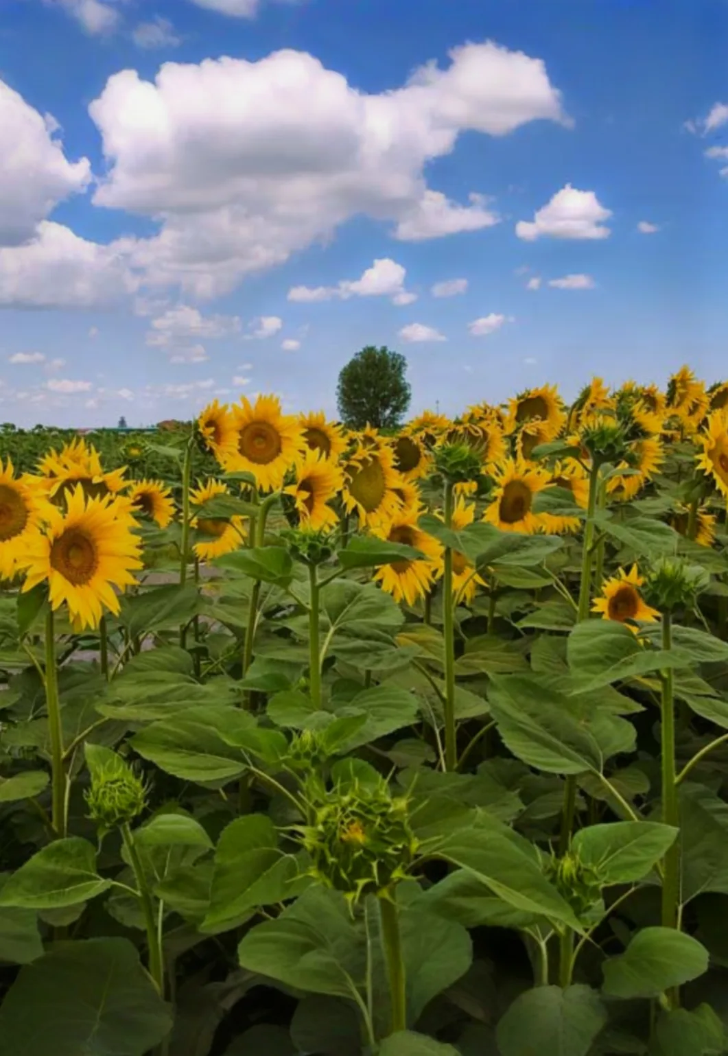 NC's Largest Sunflower Maze