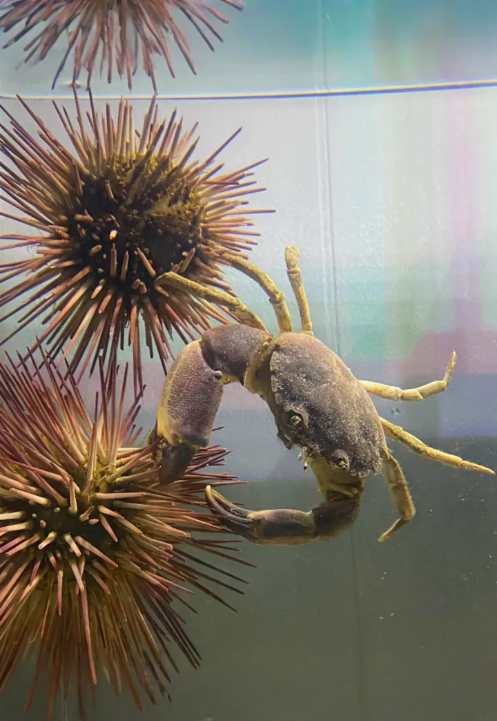 Topsail Aquarium