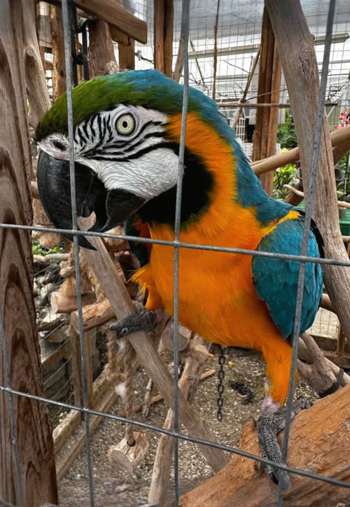 Pender Pines Garden Center