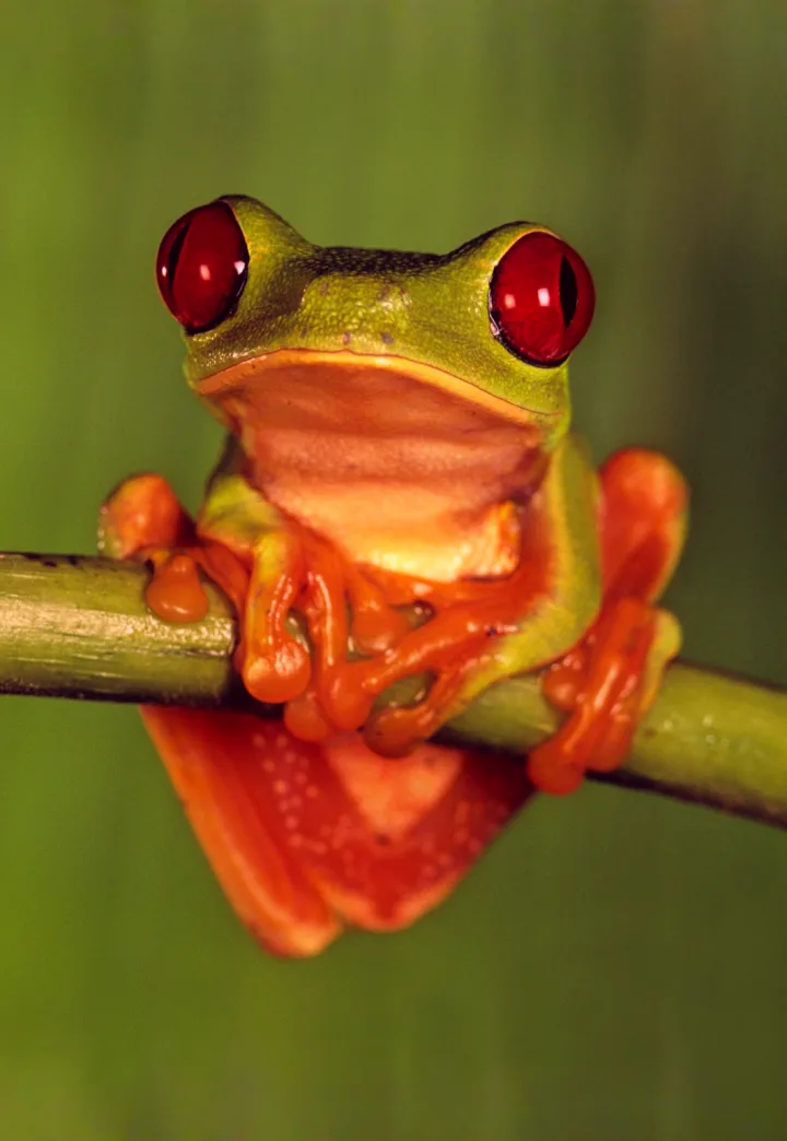 National Geographic Live: Weird World of Frogs
