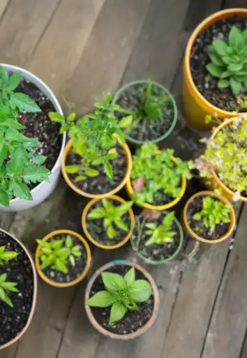 Gardening 101: Beginning Gardening Series