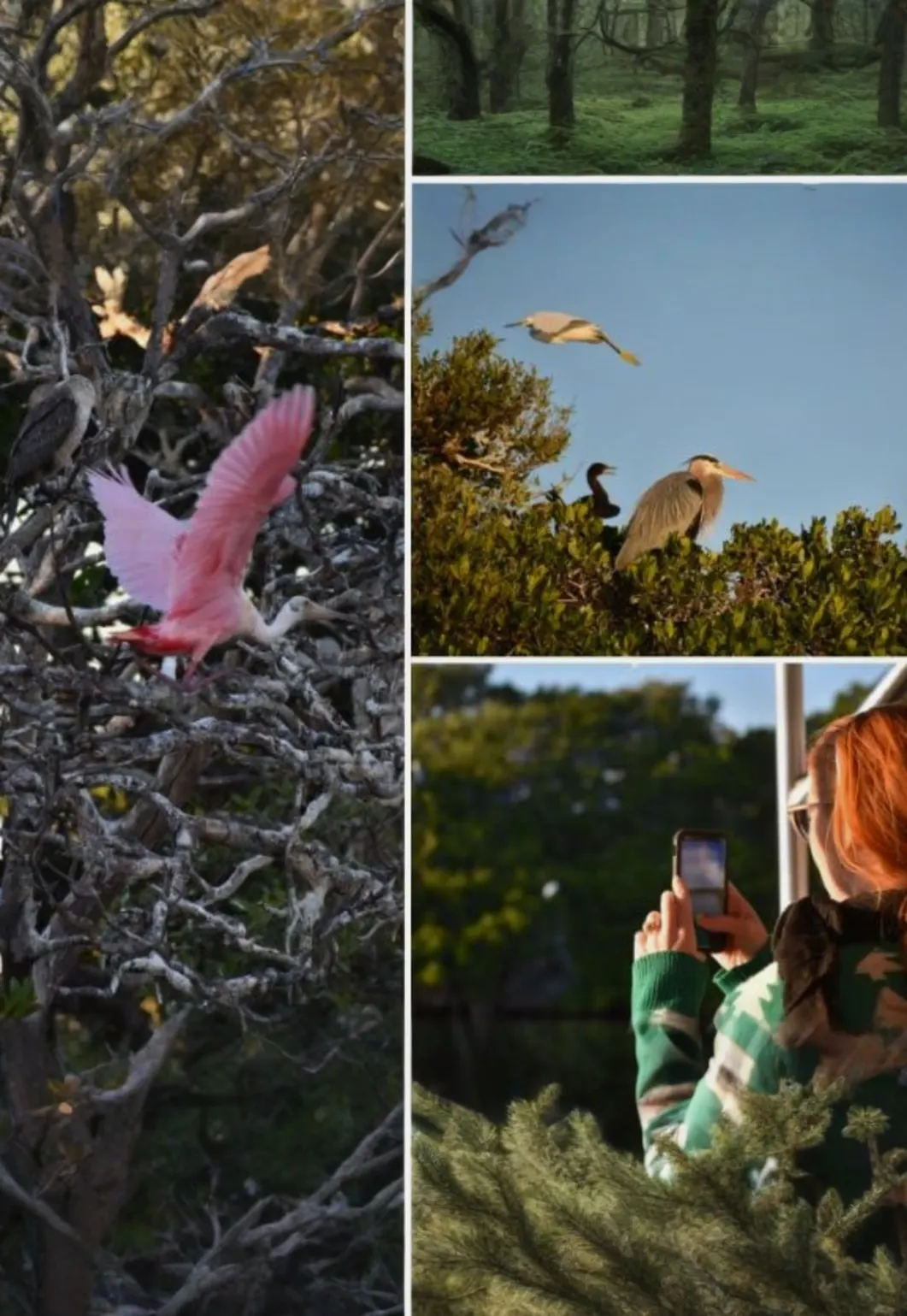 Art & Nature Sunset Tours with the MFA & Tampa Bay Watch