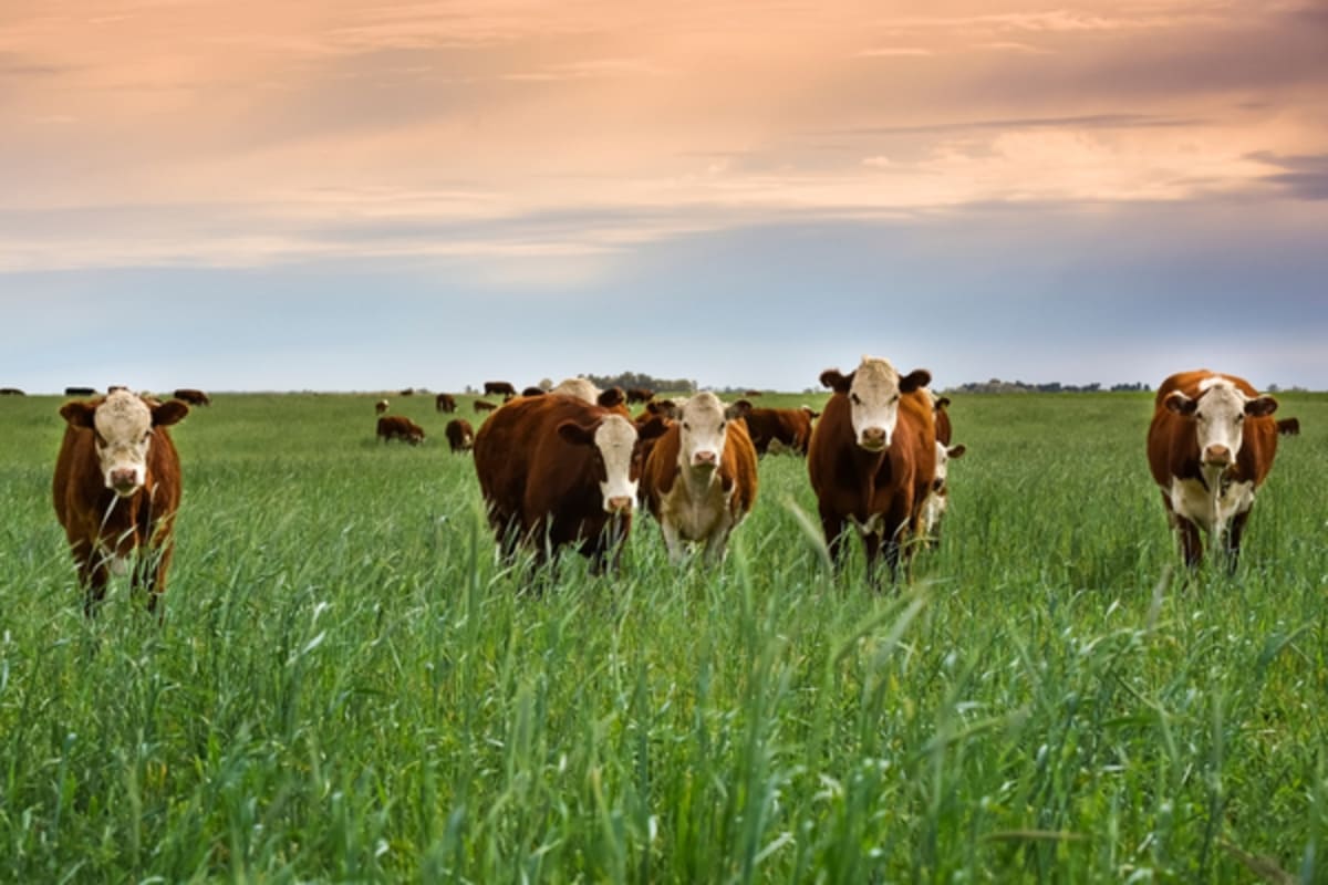 Can Cows Eat Rye Grass? Unlocking the Nutritional Powerhouse
