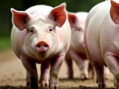 Россельхознадзор вмешался в сельский спор из-за свиней на самовыгуле