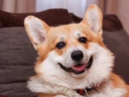 Путешествия с питомцами: Череповец открывает свои двери