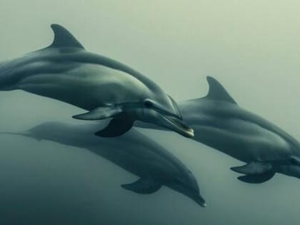 В России создали реанимобиль для спасения дельфинов