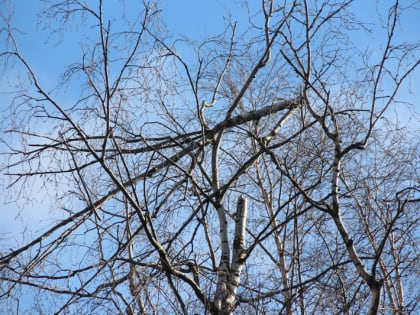 В привокзальном сквере Череповца посадят сосны и липы