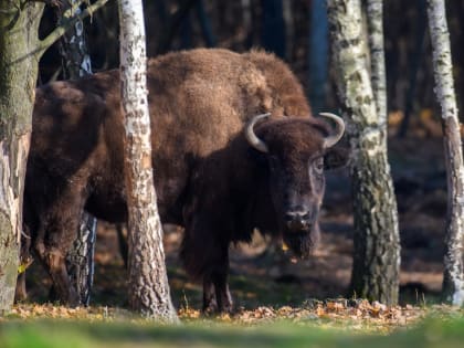 Зубры: могучие потомки древних быков, нуждающиеся в защите