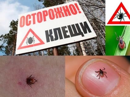 Клещи проснулись и активизировались