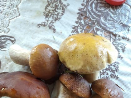 Какие грибы нельзя собирать