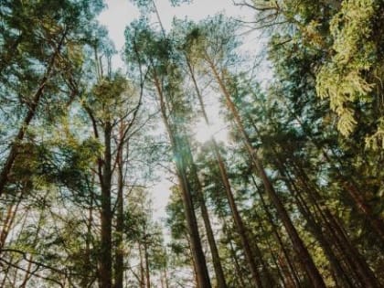 Чем дальше в лес: вологодское лесовосстановление на подъеме