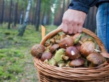 Количество заблудившихся в вологодских лесах людей растёт