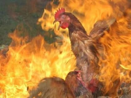 Итоги карантинной инквизиции в Вологодской области: полмиллиона погибших и километровый столб дыма…