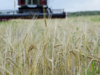 В Вологодской области увеличили урожай зерна и овощей