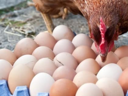 Назван предварительный источник заражения птиц на фабрике под Череповцом