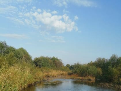 В Череповецком районе продолжаются поиски пропавшей пенсионерки