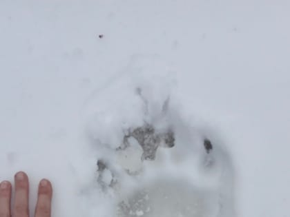 Совсем недавно 24 марта отмечался необычный праздник - День пробуждения медведя