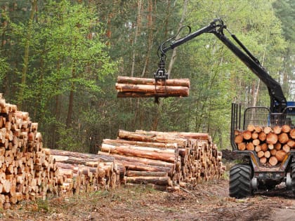 Вологодская область вошла в ТОП-5 регионов по доходам в лесной отрасли
