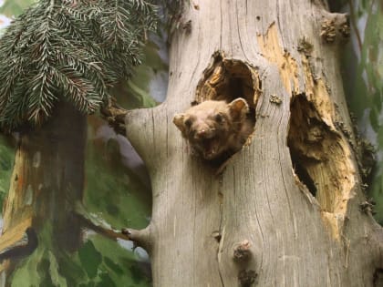 «Чудеса на лесной тропинке» встретят гостей Вологодского музея