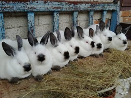 Вологодский фермер приобретет новое оборудование  благодаря нацпроекту