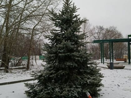 На Октябрьской набережной посадили две четырехметровые ели