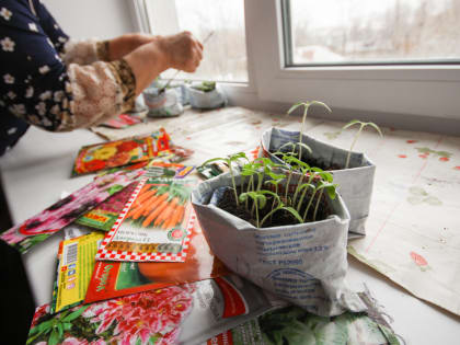 В Череповце проведут фестиваль для дачников